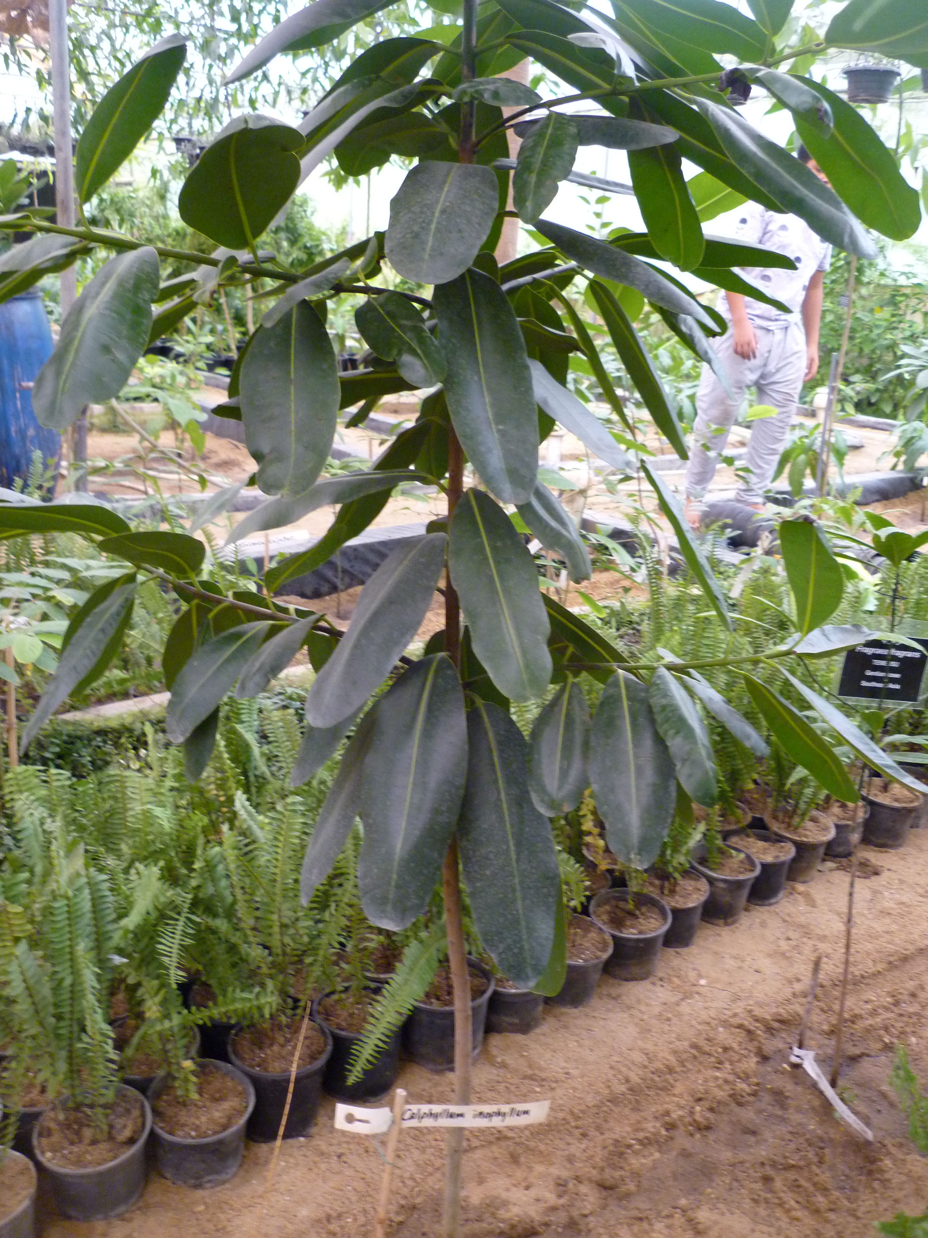 Calophyllum inophyllum